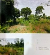 广东徐闻：老区村民期盼恢复村建制及
