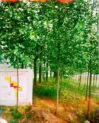 村民诉称其门面房被强拆，100多棵树也