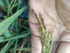 除草剂、除虫剂防治无效致120亩水稻绝